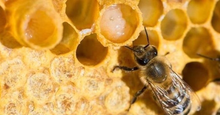 Arı sütünün Faydaları Nelerdir?