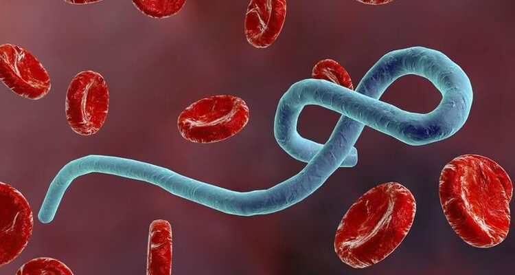 Ebola Virüs Hastalığı